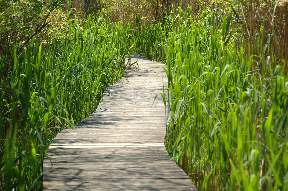 Coastal and inland resource area evaluations, delineations and restoration plans, environmental permitting